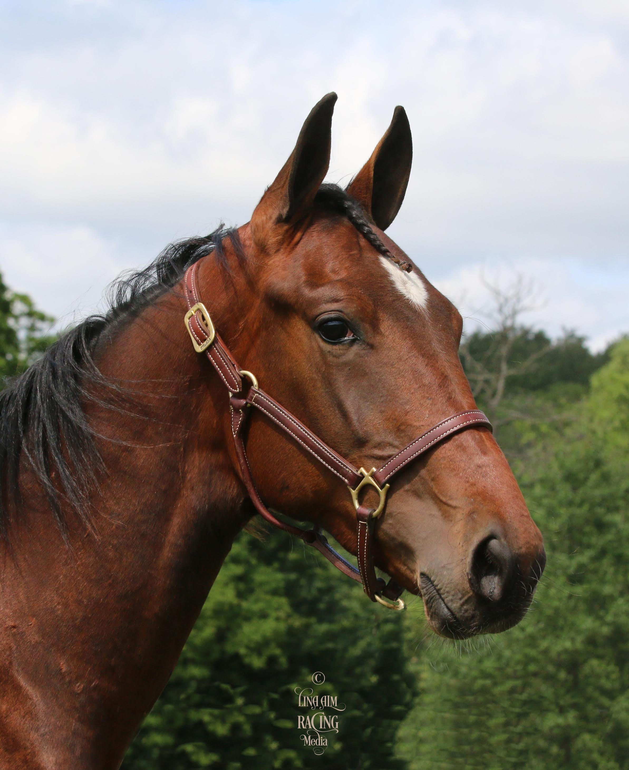 Green Manalishi SRF Stable Green manalishi srf stable